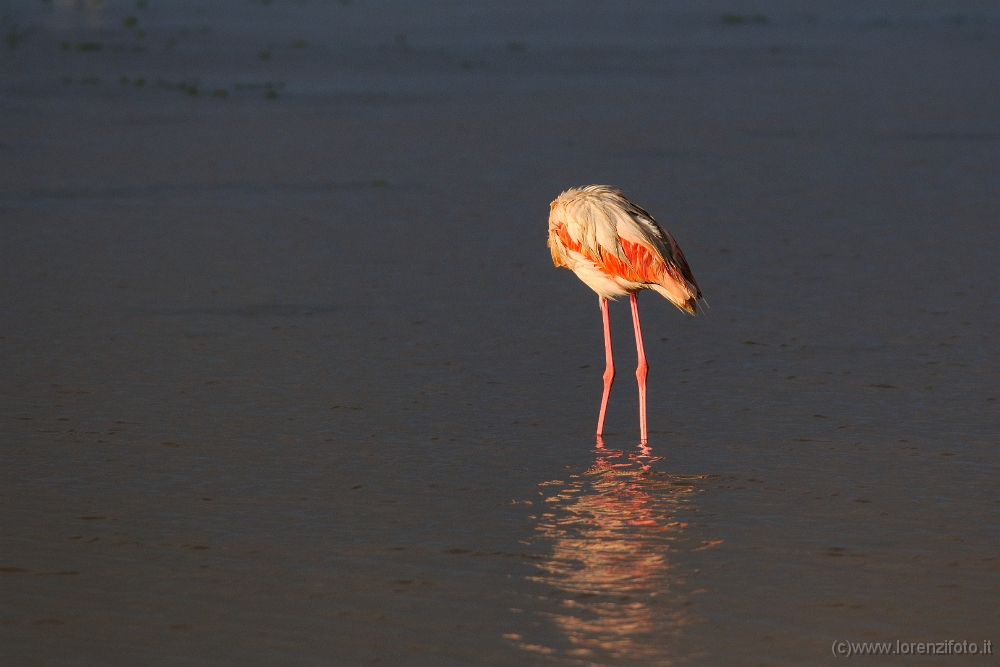 14532 Phoenicopterus roseus (Fenicottero rosa).jpg